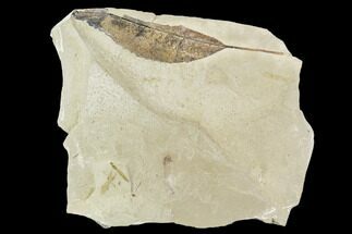 Fossil Poplar Leaf And Cranefly- Green River Formation, Utah #111378