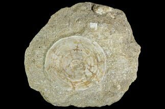 Cretaceous Fossil Fish Vertebra In Rock - Morocco #111585