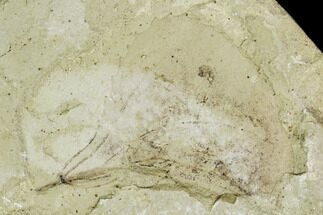 Fossil Horsetail (Equisetum)- Green River Formation, Utah #111443