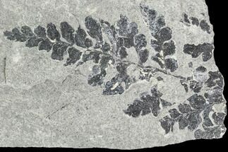 Carboniferous Fossil Fern (Sphenopteris) - Poland #111650