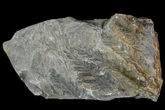 Carboniferous Fossil Fern (Sphenopteris) Plate - Poland #111653