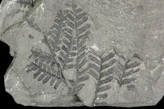 Carboniferous Fossil Fern (Lygenopteris) Plate - Poland #111664