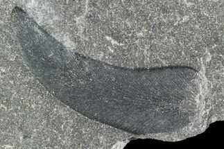 Carboniferous Fossil Fern (Lygdonium) Leaf - Poland #111674