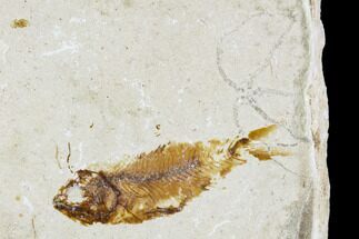 Cretaceous Fossil Fish (Armigatus) And Brittlestar- Lebanon #111679