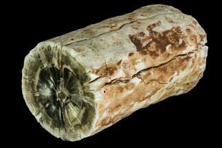 Triassic Woodworthia Petrified Limb - Zimbabwe #112020
