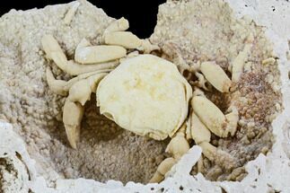 Fossil Crab (Potamon) Preserved in Travertine - Turkey #112342