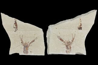 Fossil Lobster (Pseudostacus) Pos/Neg - Lebanon #112648