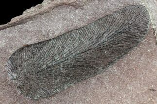 Pennsylvanian Fossil Fern (Macroneuropteris) Leaf - Kentucky #112667