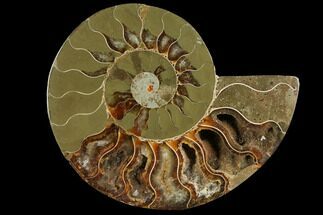 Agatized Ammonite Fossil (Half) With Pyrite Replacement #111515
