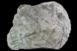 Fossil Fern (Lyginopteris) Plate - Alabama #112703
