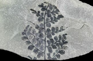 Pennsylvanian Fossil Fern (Sphenopteris) - Kentucky #112921