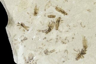 Fossil Insect Cluster - Green River Formation, Utah #109125