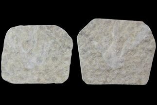 Dinosaur (Grallator) Track - Positive & Negative Impressions #113036
