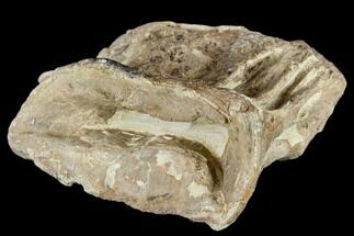 Cretaceous Fossil Fish (Xiphactinus) Vertebra - Kansas #113022
