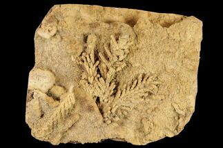 Fossil Pine Branches & Leaves Preserved In Travertine - Austria #113060