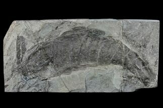 Rare, Silurian Eurypterid (Errettopterus) Fossil - Scotland #113108