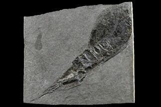 Rare, Silurian Phyllocarid (Ceratiocaris) Fossil - Scotland #113112