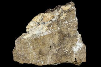 Triceratops Frill Section - South Dakota #113133