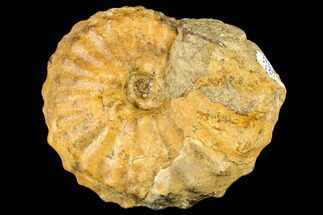 Ammonite (Prionocycloceras) From Madagascar - Unusual Species #113163