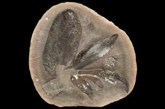 Macroneuropteris Fern Fossil Cluster - Mazon Creek #113210