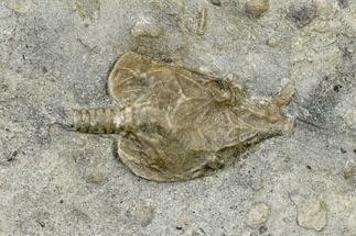 Ordovician Cystoid (Pleurocystites) Fossil - Ontario #113216