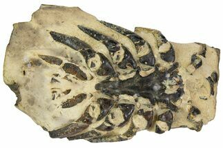 Cretaceous Lobster (Linuparus) Fossil - South Dakota #113197
