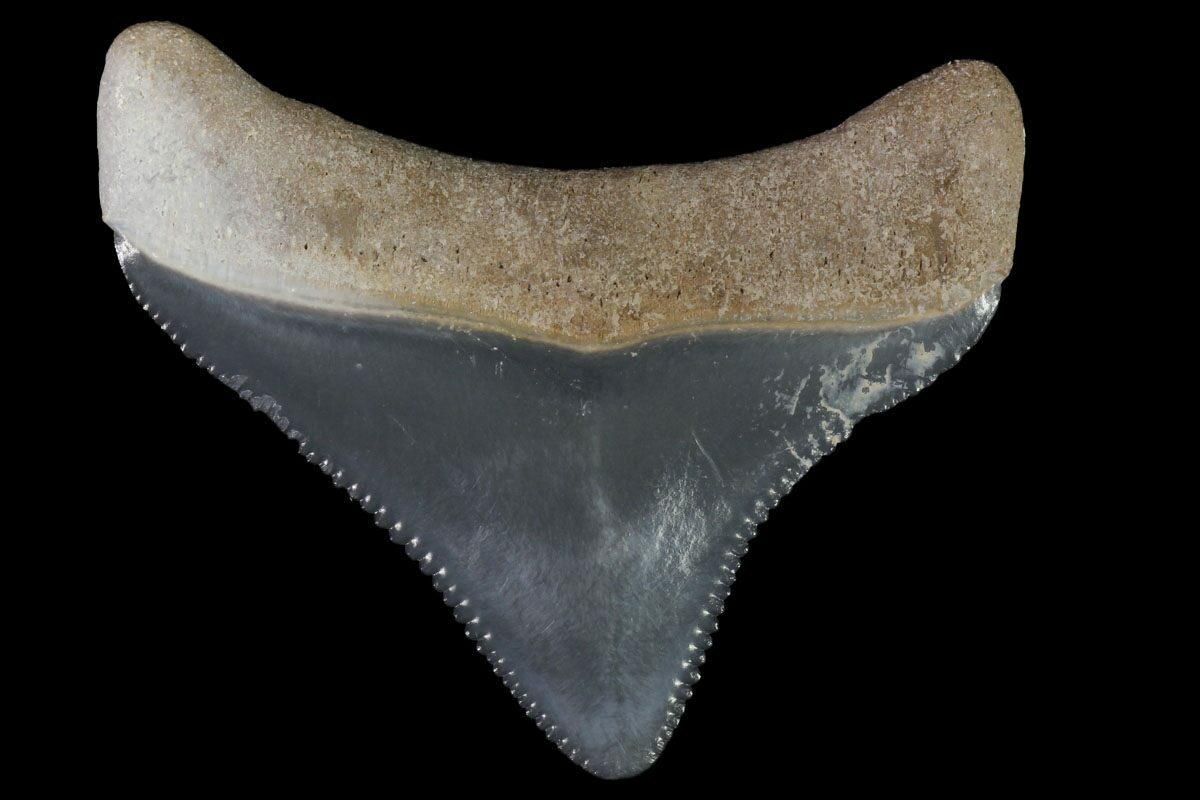 Colorful 2.29 Fossil Great White Shark Tooth Sarasota, Florida – Megalodon  Teeth