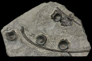 Plate Of Ichthyosaur Vertebrae & Ribs - Germany #114181