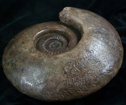 Huge Hammatoceras Ammonite From France #7995