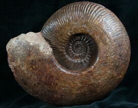 Buy Large 10" Hammathoceras Ammonite From France  - #7996
