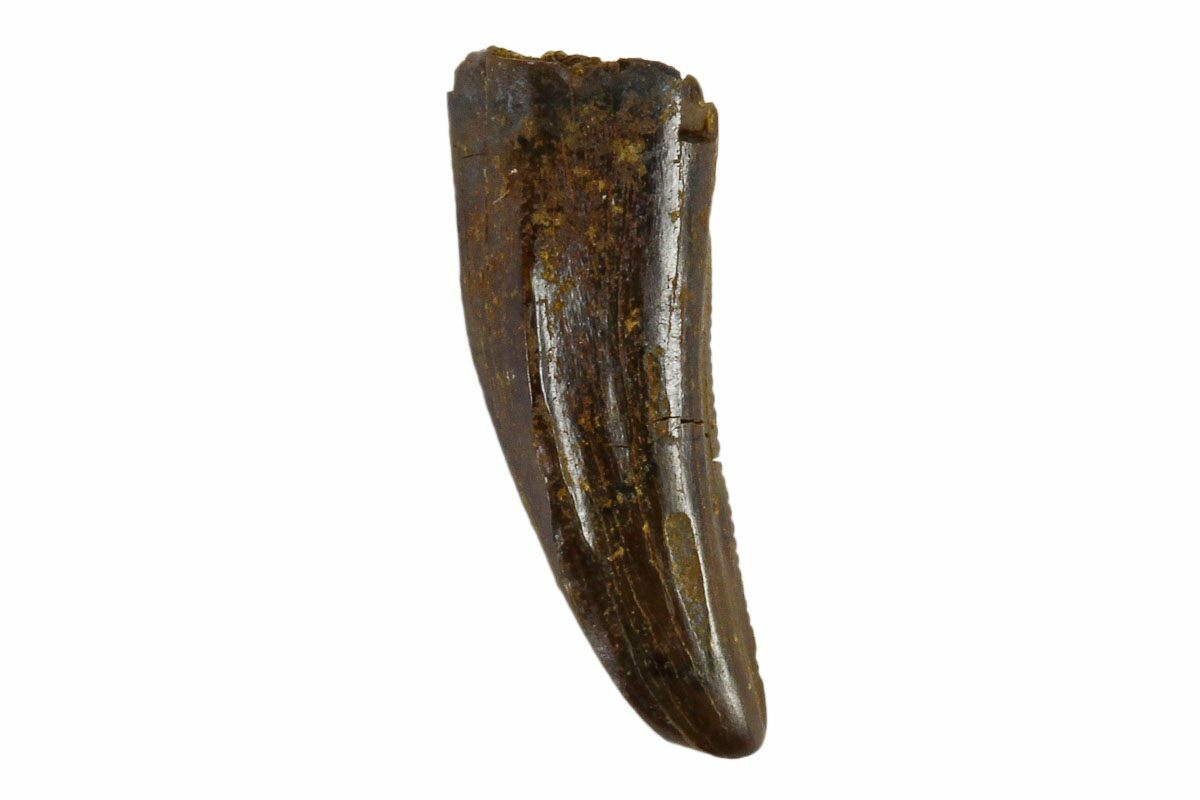 raptor tooth fossil