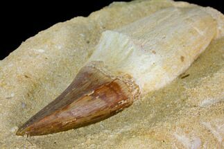 Rooted Mosasaur (Prognathodon) Tooth #114480