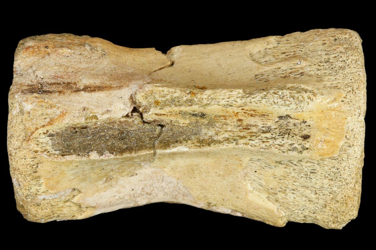 1.3" Fossil Theropod Caudal Vertebra Hell Creek Formation For Sale