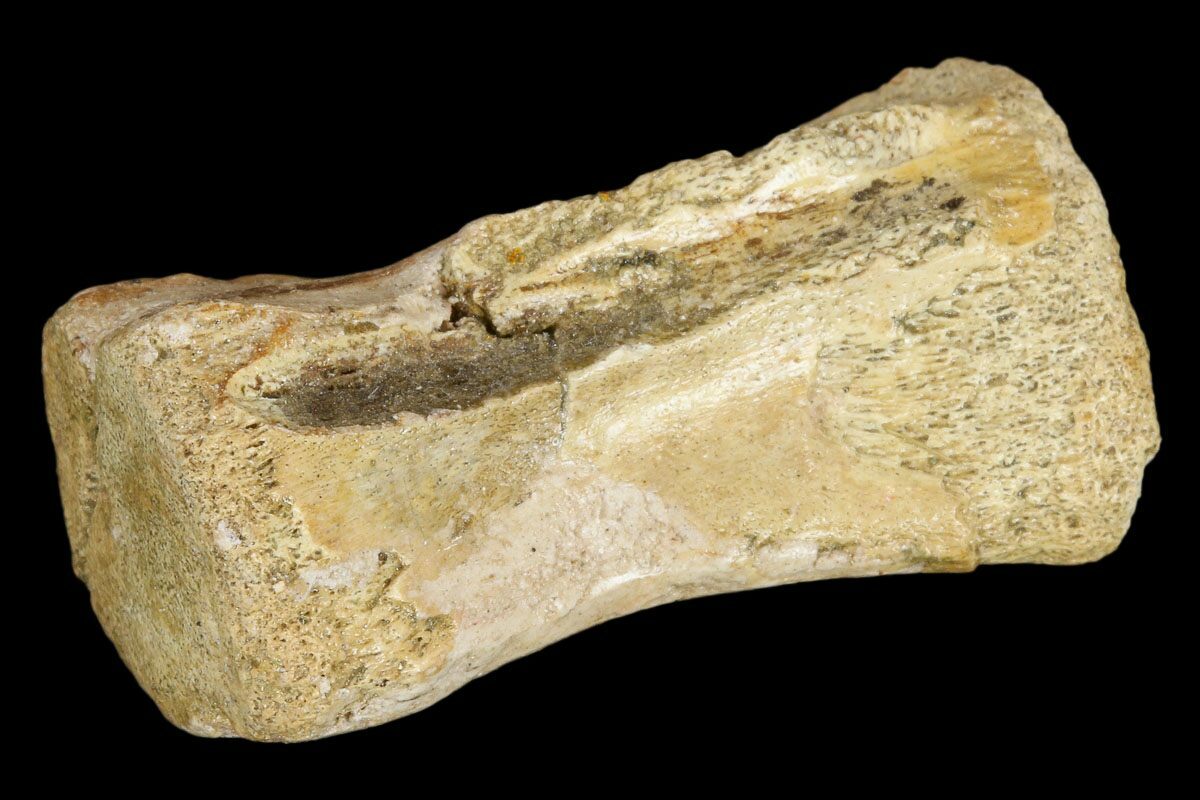 theropod fossil