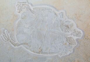 Amazing, Fossil Turtle (Eurysternum) - Solnhofen Limestone #115539