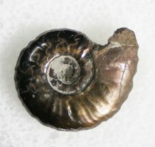 Small Ammonite Cheltonia - Lais Clay #8049