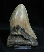 Inch Partial Megalodon Tooth #1355