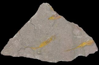 9.2" Wide Eocrinoid (Ascocystites) Plate - Ordovician - Fossil #115920