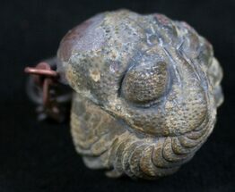 Enrolled Phacops Trilobite Fossil Pendant #8130