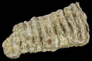 Fossil Hadrosaur Maxilla (Upper Jaw) Section - Texas #116513