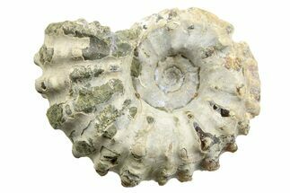 1 3/4" Tractor Ammonite (Douvilleiceras) Fossils - Fossil #116901
