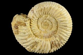 1 1/2" Perisphinctes Ammonite Fossils - Madagascar - Fossil #116904