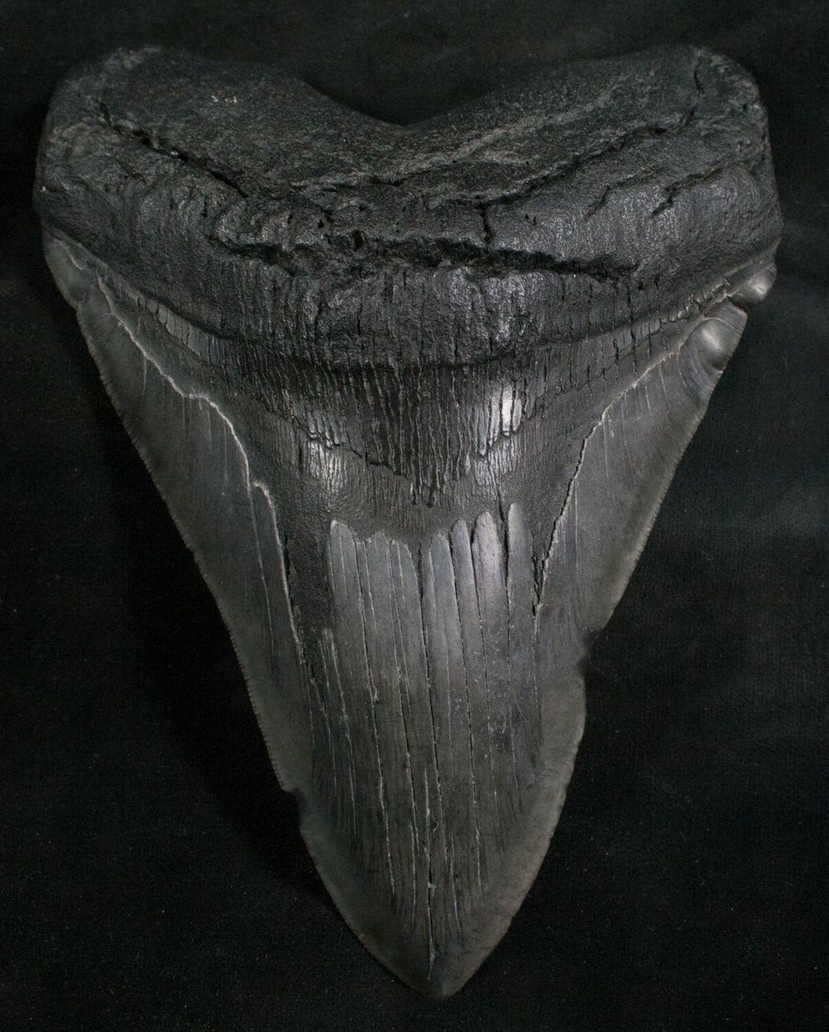 Massive 602 Megalodon Tooth 50 Foot Shark For Sale 8165