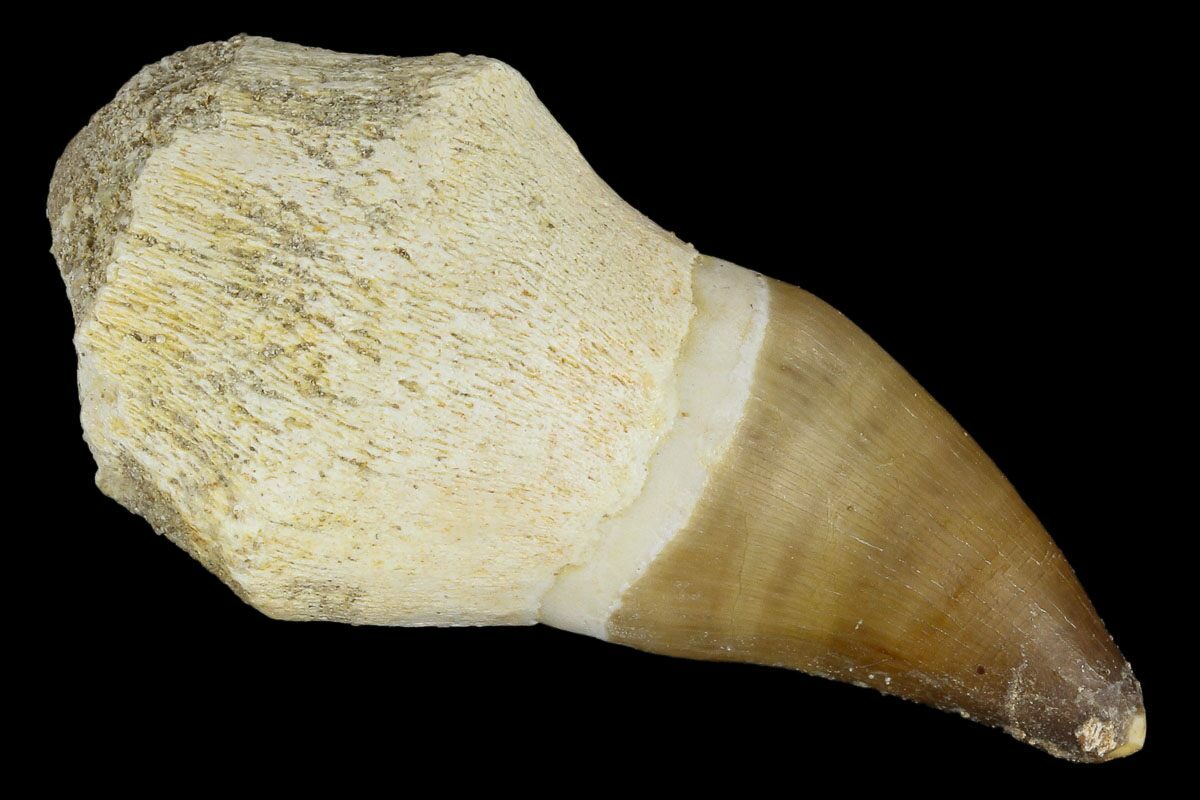 mosasaur tooth fossil