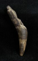 Unusually Long Leidyosuchus Tooth #1363