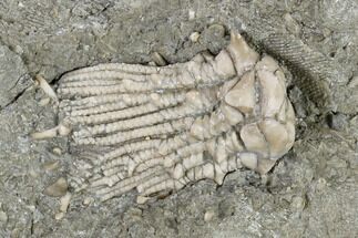 Crinoid Crown (Tholeocrinus) - Leitchfield, Kentucky #114368