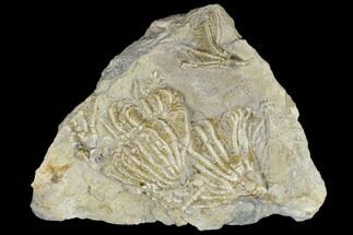 Four Fossil Crinoid (Eretmocrinus And Dichocrinus) Plate - Iowa #114378