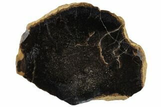 Cretaceous Tree Fern (Tempskya) Slab - Idaho #117092