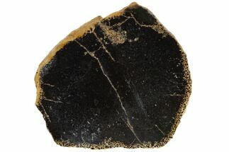 2.8" Cretaceous Tree Fern (Tempskya) Slab - Idaho - Fossil #117097