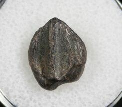 Partial Triceratops Tooth Crown From Montana #8181